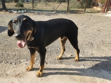 ORESTIS, Hund, Mischlingshund in Griechenland - Bild 3