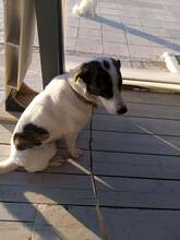 LADY, Hund, Mischlingshund in Griechenland - Bild 1