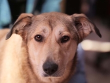 LAIKA, Hund, Mischlingshund in Rumänien - Bild 11