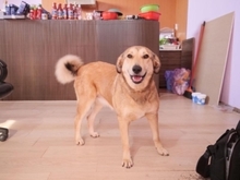 LAIKA, Hund, Mischlingshund in Rumänien - Bild 13