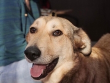 LAIKA, Hund, Mischlingshund in Rumänien - Bild 14