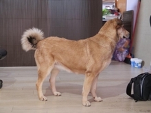 LAIKA, Hund, Mischlingshund in Rumänien - Bild 16