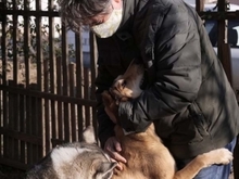LAIKA, Hund, Mischlingshund in Rumänien - Bild 17