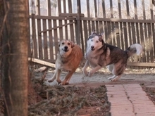 LAIKA, Hund, Mischlingshund in Rumänien - Bild 19