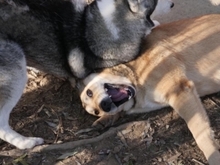 LAIKA, Hund, Mischlingshund in Rumänien - Bild 20