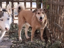 LAIKA, Hund, Mischlingshund in Rumänien - Bild 21