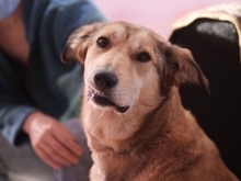 LAIKA, Hund, Mischlingshund in Rumänien - Bild 8