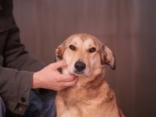 LAIKA, Hund, Mischlingshund in Rumänien - Bild 9