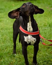 LEILA, Hund, Mischlingshund in Bulgarien - Bild 2