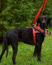 LEILA, Hund, Mischlingshund in Bulgarien - Bild 3