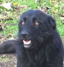 ANA, Hund, Mischlingshund in Rumänien - Bild 1