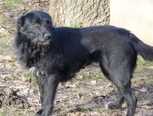 ANA, Hund, Mischlingshund in Rumänien - Bild 2