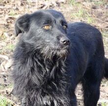 ANA, Hund, Mischlingshund in Rumänien - Bild 3