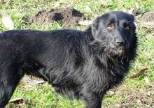 ANA, Hund, Mischlingshund in Rumänien - Bild 5