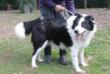 TIBULLO, Hund, Mischlingshund in Italien - Bild 3