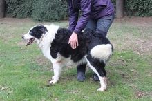 TIBULLO, Hund, Mischlingshund in Italien - Bild 4