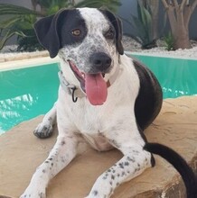 NERON, Hund, Mischlingshund in Spanien - Bild 3