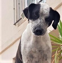 NERON, Hund, Mischlingshund in Spanien - Bild 4
