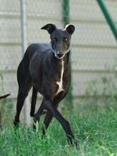 SAMY, Hund, Galgo Español in Spanien - Bild 2