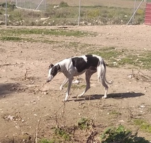 CORINTIO, Hund, Galgo Español in Spanien - Bild 5
