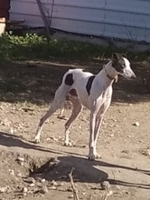 CORINTIO, Hund, Galgo Español in Spanien - Bild 6