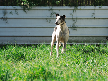 CORINTIO, Hund, Galgo Español in Tosterglope