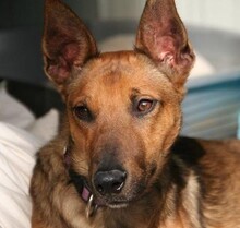 MIGUELITO, Hund, Deutscher Schäferhund-Podenco-Mix in Spanien - Bild 10