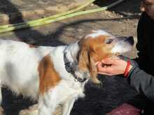 MADAMEDOLORES, Hund, Bretonischer Spaniel-Mix in Spanien - Bild 4