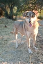 RINA, Hund, Mischlingshund in Griechenland - Bild 1
