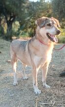 RINA, Hund, Mischlingshund in Griechenland - Bild 3