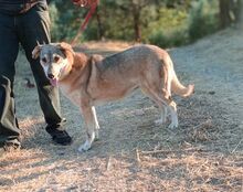 RINA, Hund, Mischlingshund in Griechenland - Bild 5