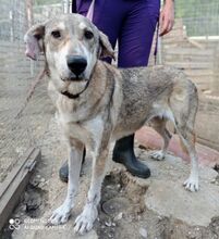 RINA, Hund, Mischlingshund in Griechenland - Bild 6