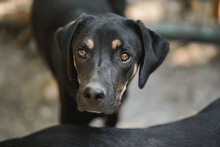 JACKY, Hund, Mischlingshund in Bulgarien - Bild 1