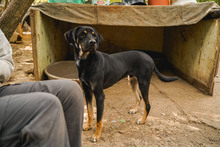 JACKY, Hund, Mischlingshund in Bulgarien - Bild 10
