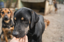 JACKY, Hund, Mischlingshund in Bulgarien - Bild 14