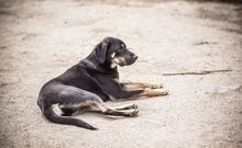 JACKY, Hund, Mischlingshund in Bulgarien - Bild 3