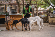 JACKY, Hund, Mischlingshund in Bulgarien - Bild 4