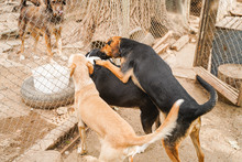 JACKY, Hund, Mischlingshund in Bulgarien - Bild 5
