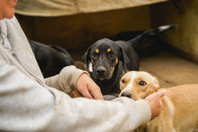 JACKY, Hund, Mischlingshund in Bulgarien - Bild 7