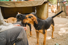 JACKY, Hund, Mischlingshund in Bulgarien - Bild 8