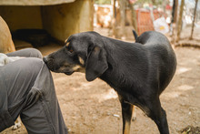 JACKY, Hund, Mischlingshund in Bulgarien - Bild 9