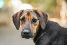 JIMMY, Hund, Mischlingshund in Bulgarien - Bild 4