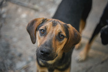 JIMMY, Hund, Mischlingshund in Bulgarien - Bild 5