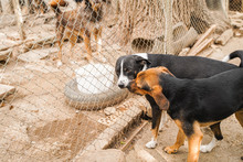 JIMMY, Hund, Mischlingshund in Bulgarien - Bild 9