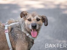 BAXTER, Hund, Border Terrier-Schnauzer-Mix in Ungarn - Bild 1
