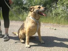 BAXTER, Hund, Border Terrier-Schnauzer-Mix in Ungarn - Bild 10