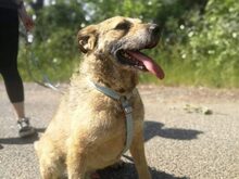 BAXTER, Hund, Border Terrier-Schnauzer-Mix in Ungarn - Bild 12