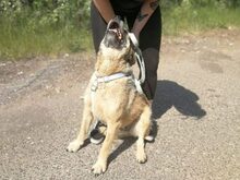 BAXTER, Hund, Border Terrier-Schnauzer-Mix in Ungarn - Bild 14