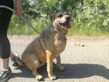 BAXTER, Hund, Border Terrier-Schnauzer-Mix in Ungarn - Bild 15