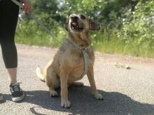 BAXTER, Hund, Border Terrier-Schnauzer-Mix in Ungarn - Bild 18